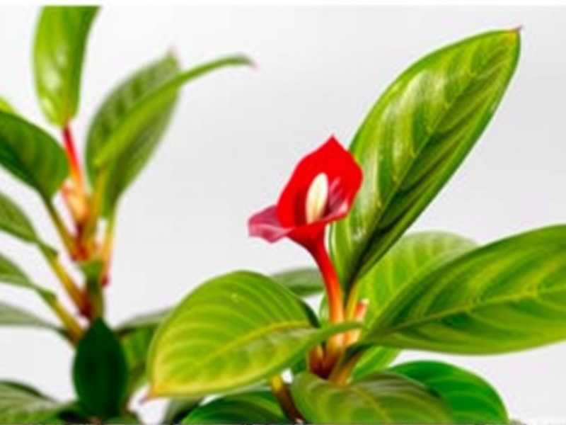 How to Propagate Aglaonema Fast: 2 Foolproof Methods