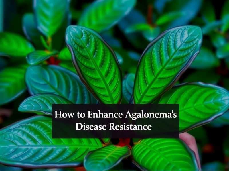 How to Boost Aglaonema Immunity to Diseases(1) How to Boost Aglaonema Immunity to Diseases(1)