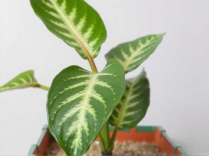How to Treat Aglaonema Root Rot With Chemicals(1)