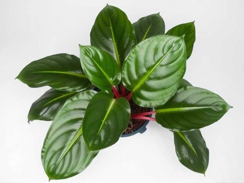How to Confirm Aglaonema Root Rot: Visual Clues(1) How to Confirm Aglaonema Root Rot: Visual Clues(1)