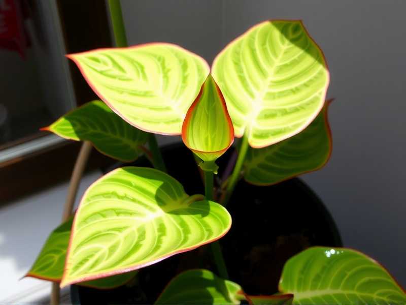 How to Fix Aglaonema Shock From Light Change How to Fix Aglaonema Shock From Light Change