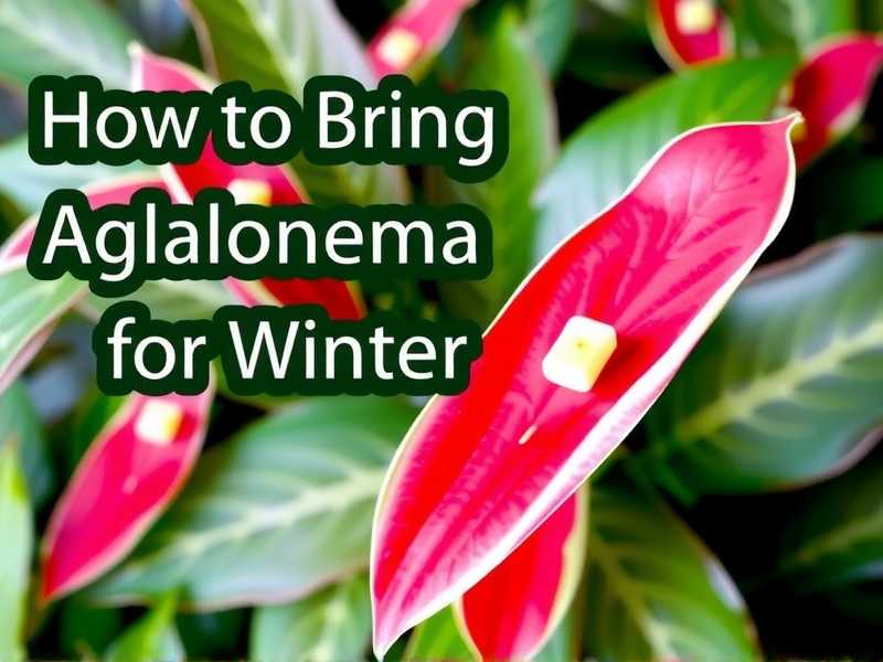 How to Bring Aglaonema Indoors for Winter How to Bring Aglaonema Indoors for Winter