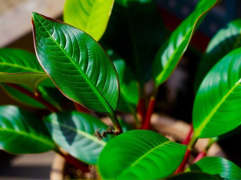 How to Master Advanced Aglaonema Care Tips(1) How to Master Advanced Aglaonema Care Tips(1)