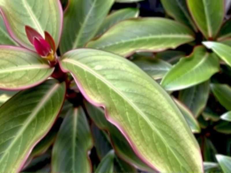 How to Fix Aglaonema Winter Care Mistakes(1) How to Fix Aglaonema Winter Care Mistakes(1)