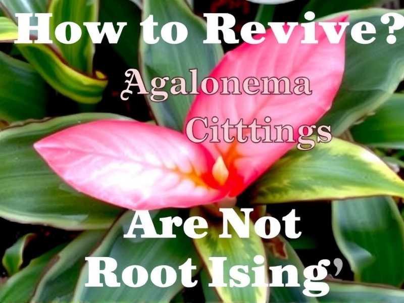 How to Revive Aglaonema Cuttings Not Rooting How to Revive Aglaonema Cuttings Not Rooting