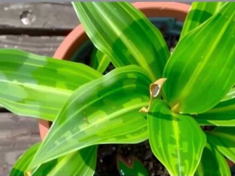 How to Revive Aglaonema Cuttings Not Rooting