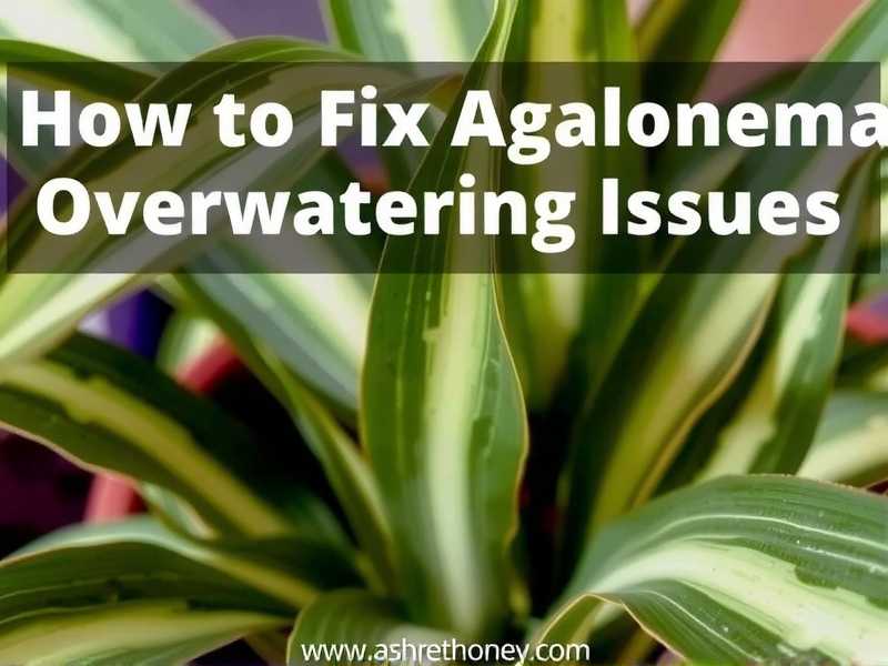 How to Fix Aglaonema Standing Water Issues