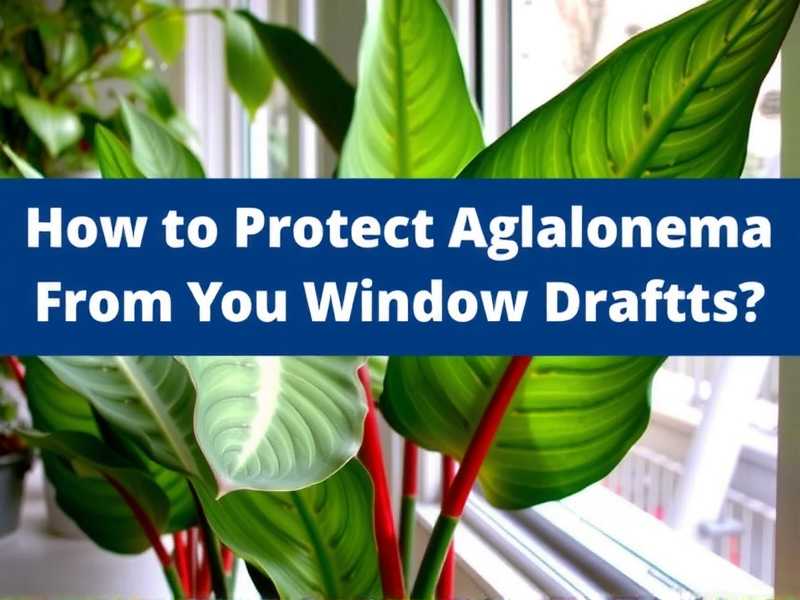 How to Protect Aglaonema From Window Drafts(1)