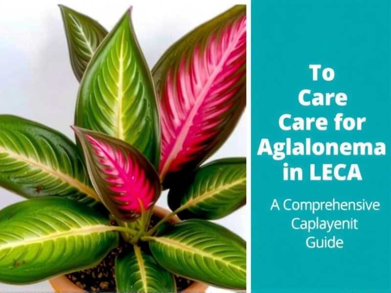 How to Care for Aglaonema in LECA: Full Guide(1)