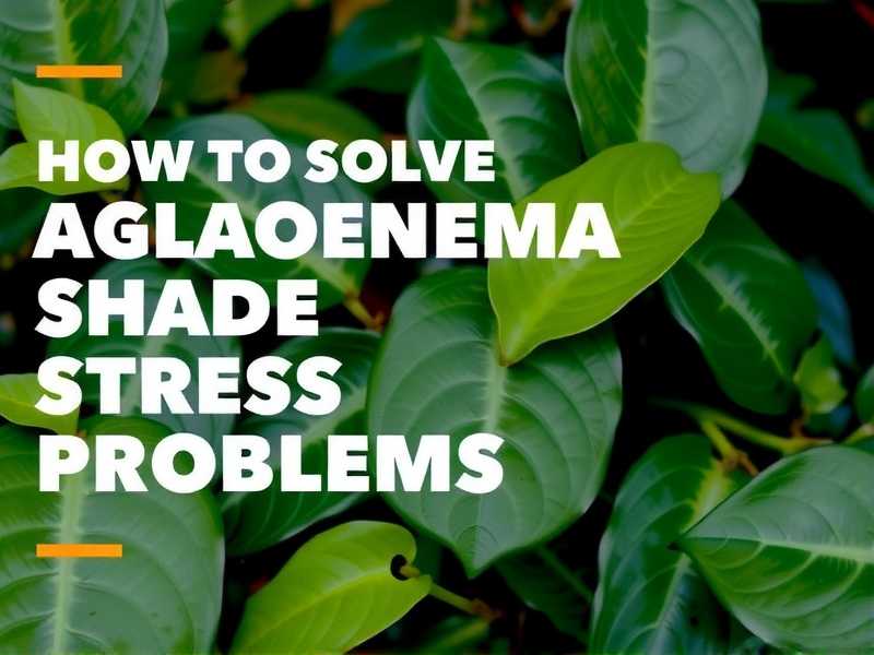 How to Fix Aglaonema Shade Stress Issues(1) How to Fix Aglaonema Shade Stress Issues(1)