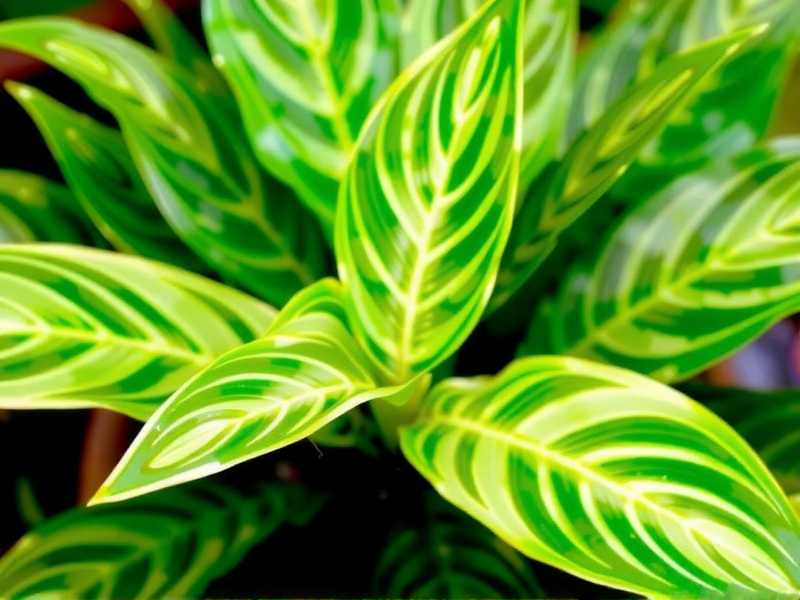 How to Care for Aglaonema in Rockwool