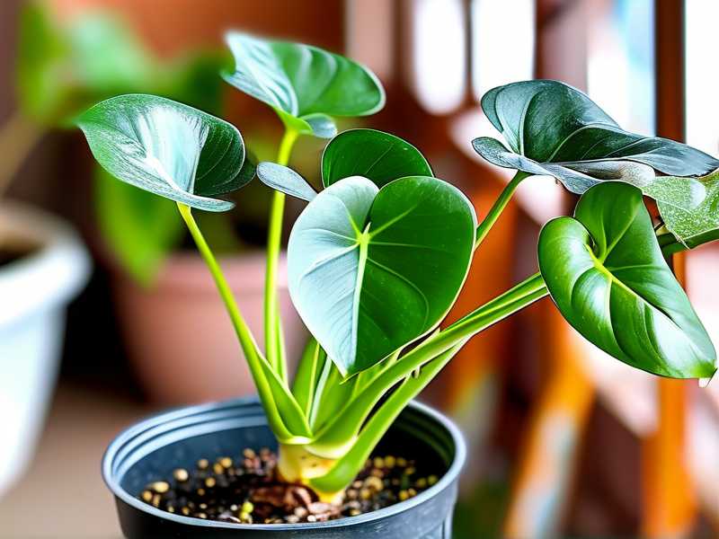 How to Care for Aglaonema Seedlings: Germination