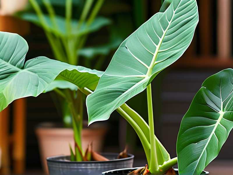 How to Prevent Aglaonema Transplant Shock