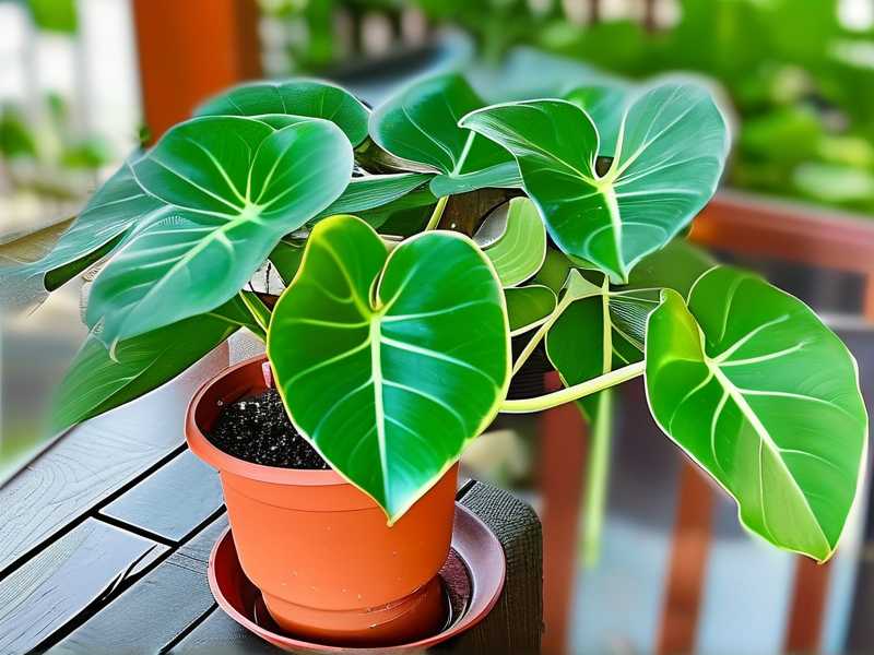 How to Care for Aglaonema After Repotting: Settle Fast
