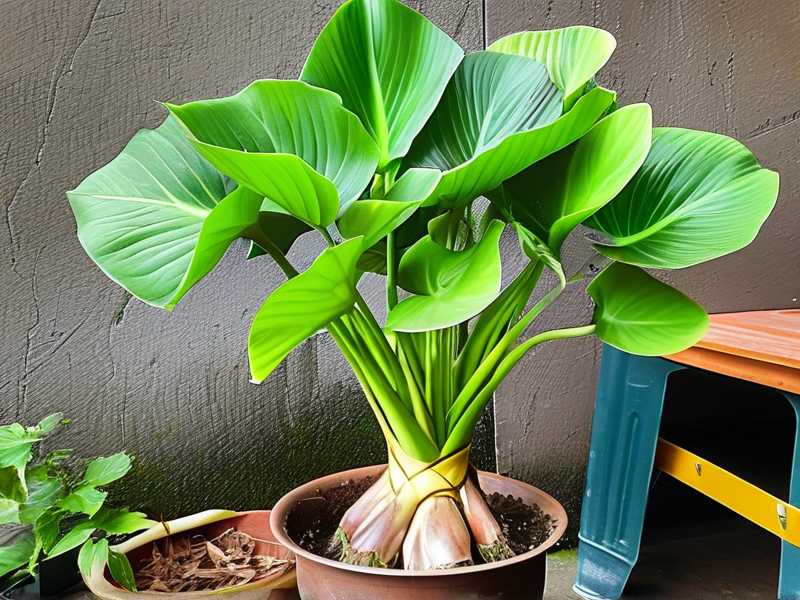 How to Store Aglaonema Cuttings Before Propagation