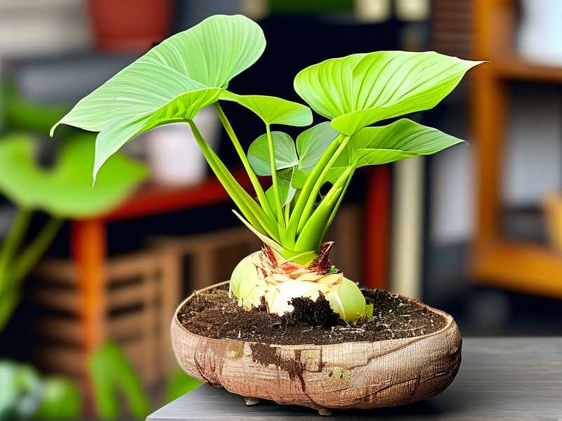 How to Care for Aglaonema Root Cuttings While Rooting