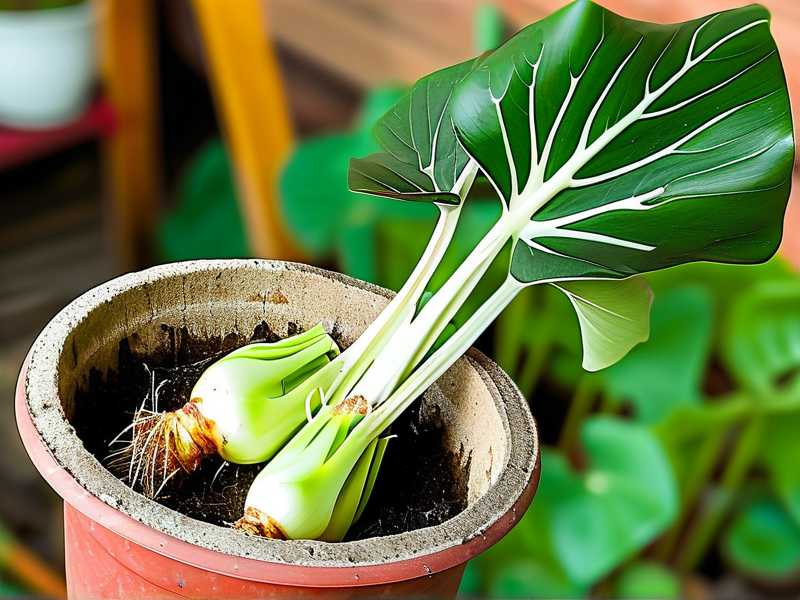 How to Harvest Aglaonema Root Cuttings for Propagation(1) How to Harvest Aglaonema Root Cuttings for Propagation(1)