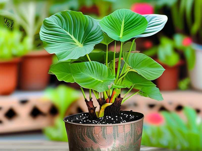How to Make the Best Soil Mix for Aglaonema Propagation(1) How to Make the Best Soil Mix for Aglaonema Propagation(1)