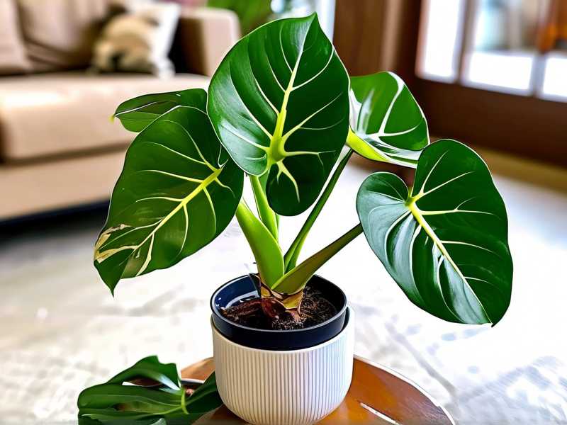 How to Fix Aglaonema Propagation Without New Growth(1)