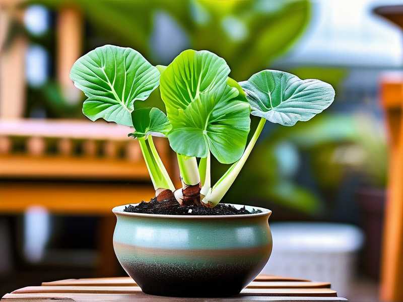 How to Propagate Aglaonema in Warm Water: Root Hack(1) How to Propagate Aglaonema in Warm Water: Root Hack(1)