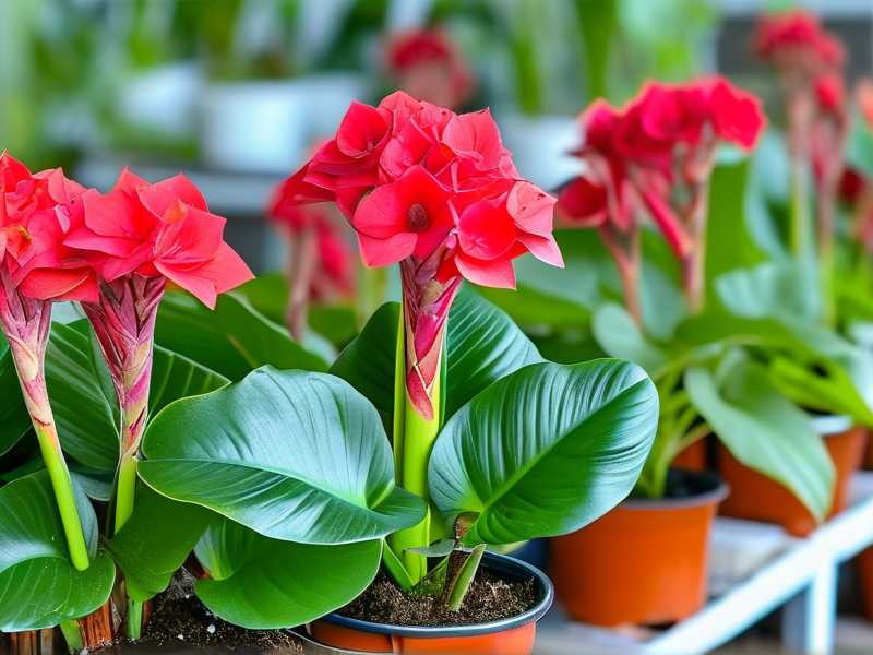 How to Package Aglaonema Propagations for Shipping
