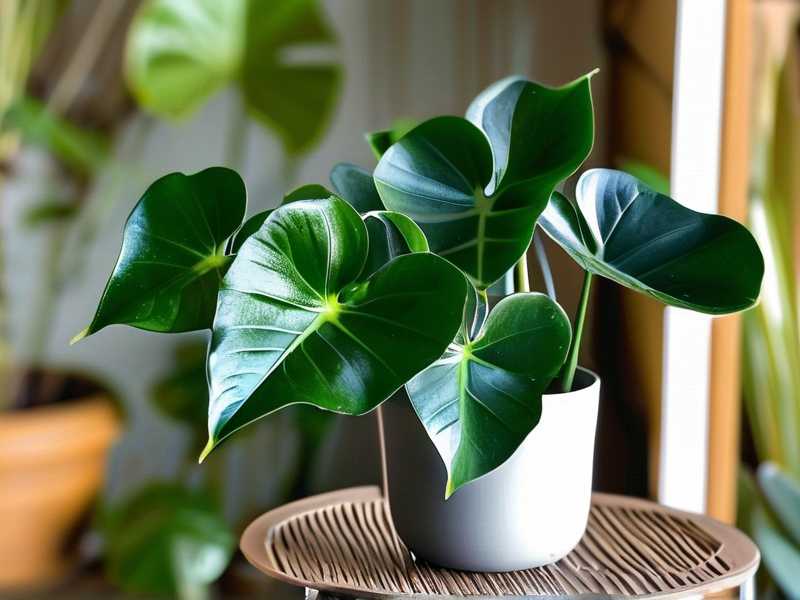How to Propagate Aglaonema Sapphire Suzanne(1) How to Propagate Aglaonema Sapphire Suzanne(1)