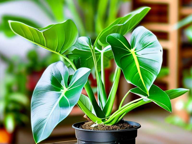 How to Propagate Aglaonema Cutlass: Sword Foliage(1)