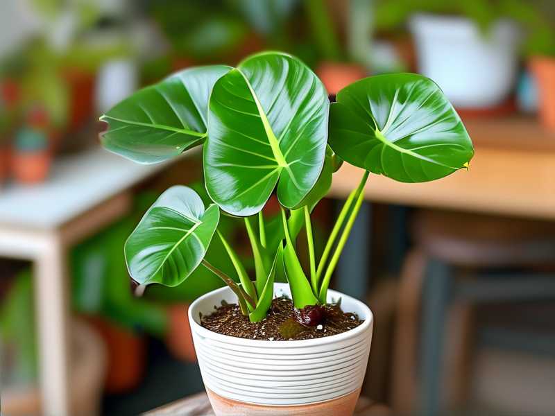 How to Acclimate New Aglaonema Propagations