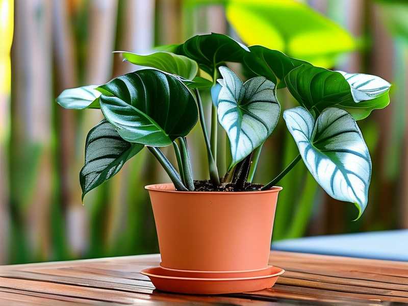 How to Propagate Aglaonema in a Grow Tent: Controlled