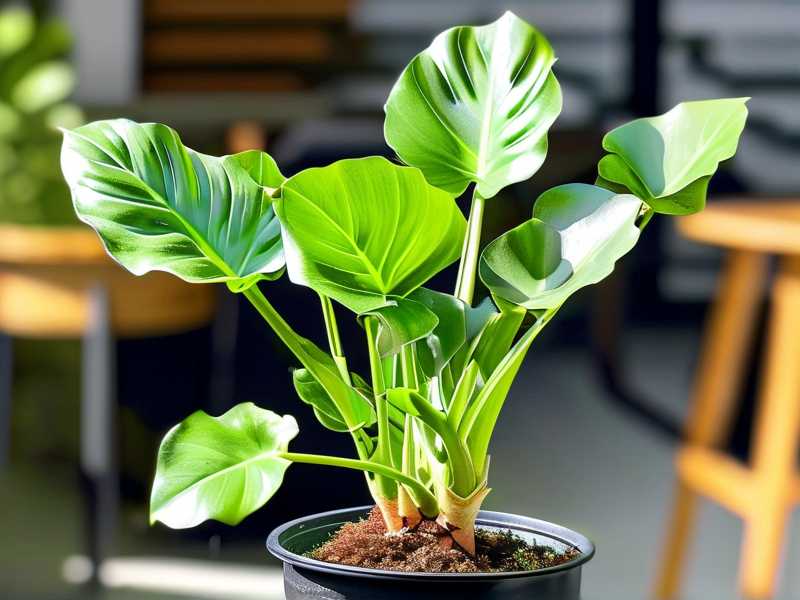 How to Propagate Aglaonema With Healthy Foliage(1) How to Propagate Aglaonema With Healthy Foliage(1)