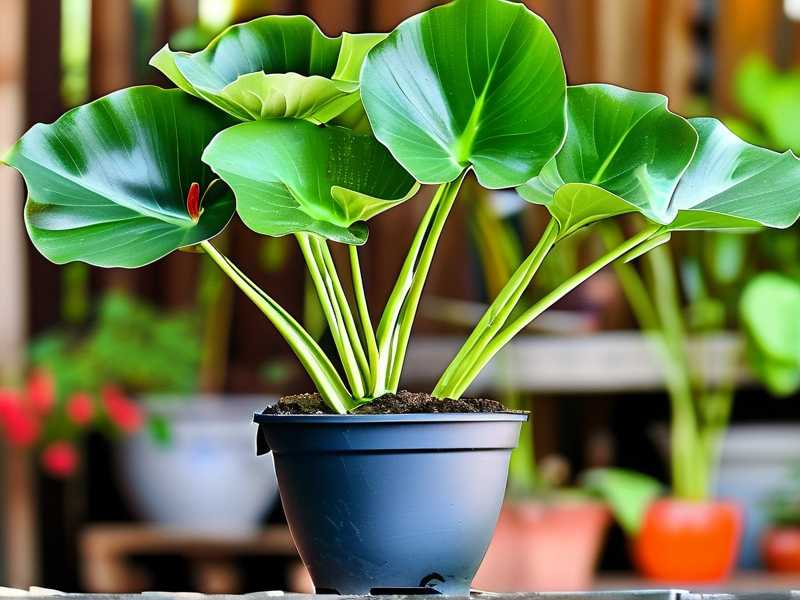 How to Propagate Aglaonema in Large Pots: Multiple Cuttings