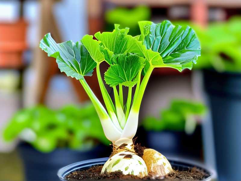How to Pot Newly Rooted Aglaonema Cuttings