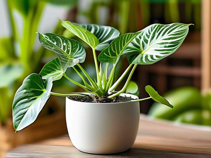 How to Care for Newly Rooted Aglaonema Seedlings(1) How to Care for Newly Rooted Aglaonema Seedlings(1)