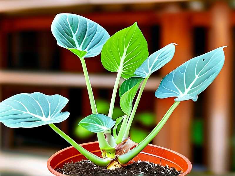 How to Propagate Aglaonema in Vermiculite: Fast Roots How to Propagate Aglaonema in Vermiculite: Fast Roots