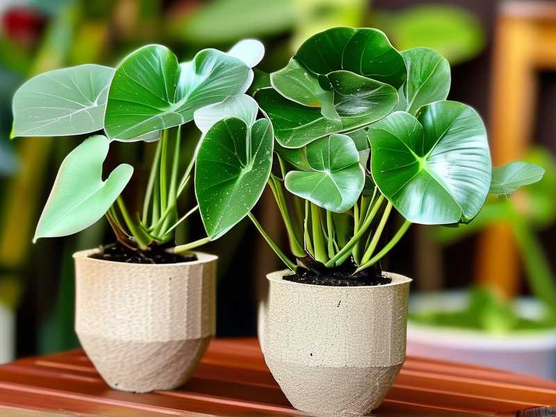 How to Propagate Aglaonema in Coco Coir: Eco Method(1) How to Propagate Aglaonema in Coco Coir: Eco Method(1)