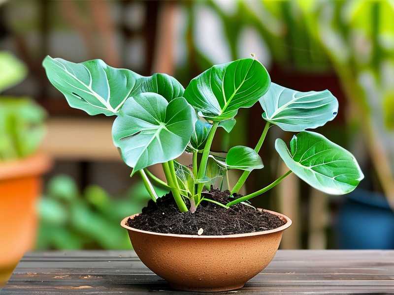How to Propagate Aglaonema in Peat Moss: Rooting Guide How to Propagate Aglaonema in Peat Moss: Rooting Guide